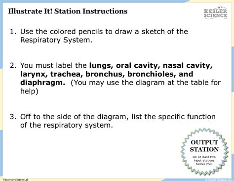 Respiratory System Lesson Plan A Complete 5e Method Science Unit