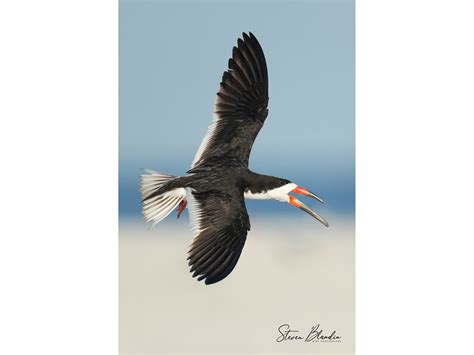 Least Terns were a blast this year! – Florida Bird Photography Tours