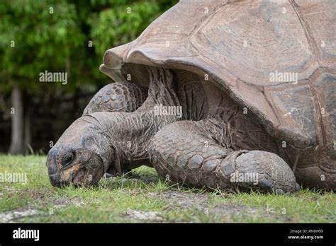 Tortue G Ante Aldabra Banque De Photographies Et Dimages Haute