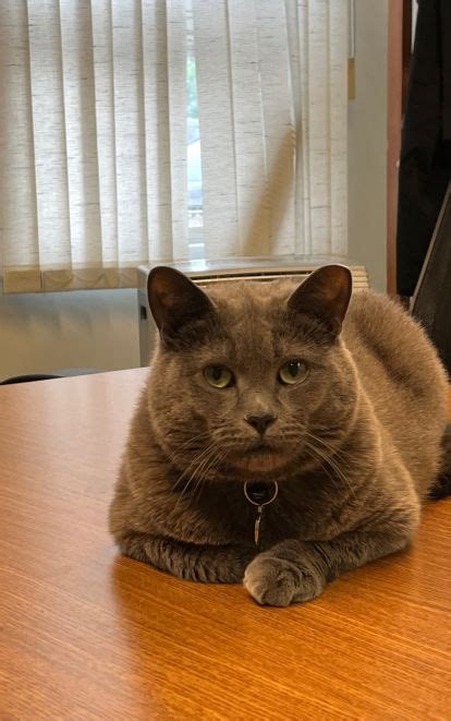 NB SPCA | Norman, NBSPCA’s top cat, was an abandoned animal