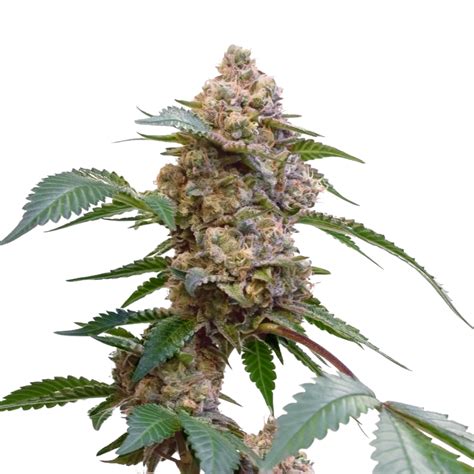 Pink Kush - 34 Street Seed Co