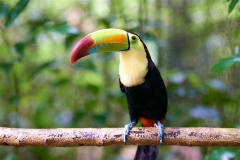 Meet the National Bird of Belize: The Keel-Billed Toucan