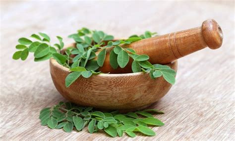 O que é chá de moringa Saiba tudo sobre ele aqui Tudo Ela