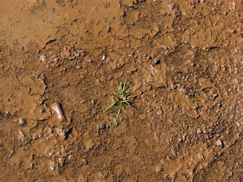 red mud water  weed  stock photo public domain pictures