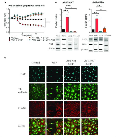 Pretreatment With Hsp Inhibitors Prevented S Sp Mediated