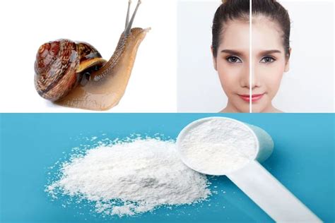 Pure Snail Slime Extractor Pure Natural Skin Care Powder Snail Slime ...