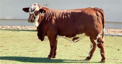 Hereford Brahman Beefmaster More J J Cattle Co