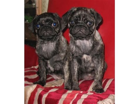 Brindle Pug puppies | in Derby, Derbyshire | Gumtree