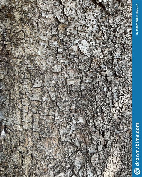 Tree Identification Bark Ocotea Foetens Til Stock Image Image Of