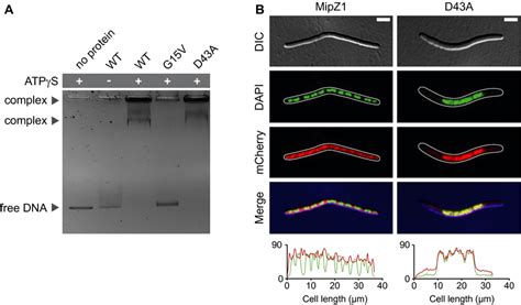 Interaction Of MipZ1 With DNA A Gel Mobility Shift Assay Showing The