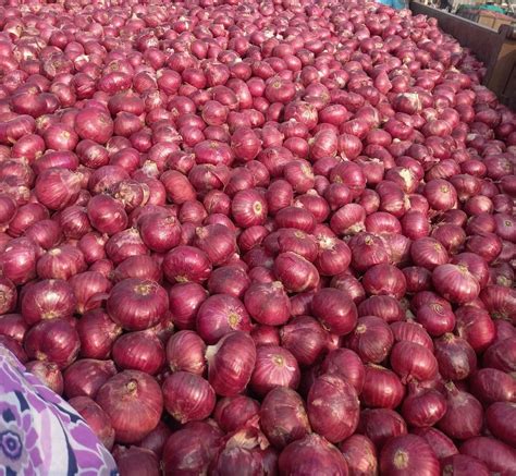 A Grade Maharashtra Fresh Red Onion Gunny Bag Onion Size Available