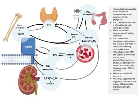 Frontiers Klotho Aging And The Failing Kidney