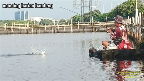 Pertama Kali Mancing Harian Bandeng Bikin Joran Melengkung Tajam Dan