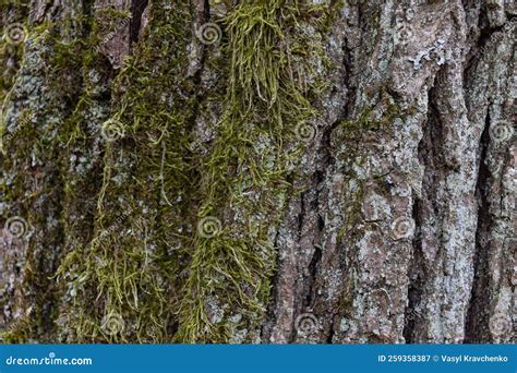 Texture Of Old Tree Bark Covered With Green Moss Close Up Copy Space