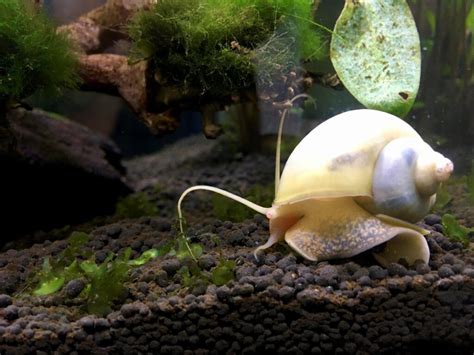 Mystery Snail Breeding Step-by-Step Guide - The Aquarium Keeper