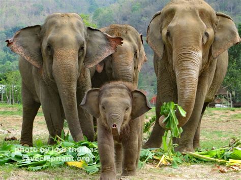 Baby elephant photo | Save Elephant Foundation