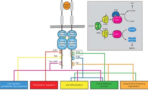 Figure From Molecular Mechanisms Of Sh And Ptb Domain Containing