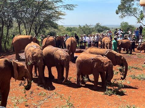 Nairobi Elephant Orphanage And Giraffe Center Day Tour Getyourguide