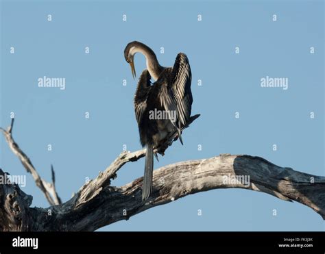 Darter Anhinga Melanogaster Yellow Water Billabong Kakadu National