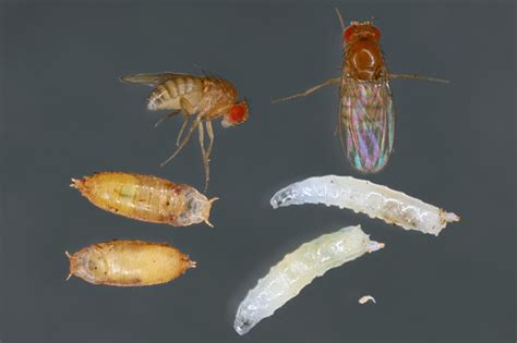 Vinegar Fly Fruit Fly All Life Stages Egg Larvae Pupa And Adult Fly In Various Shots Isolated On