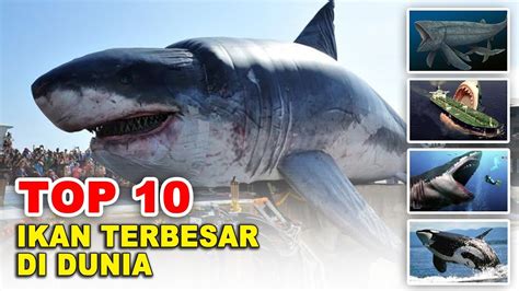 10 IKAN TERBESAR DI DUNIA YouTube