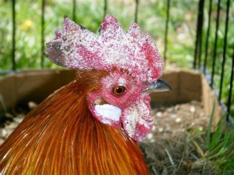 Rooster Comb And Wattles Overtaken By White Growth Please Help