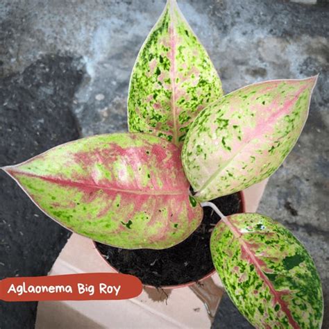 Jual Tanaman Aglaonema Big Roy Di Lapak Alamanda Bukalapak