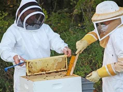 When To Harvest Honey Tips Tricks MyBeeLine