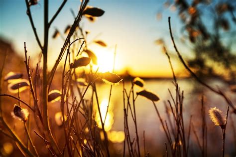 Premium Photo | Sunny day on the flowers meadow