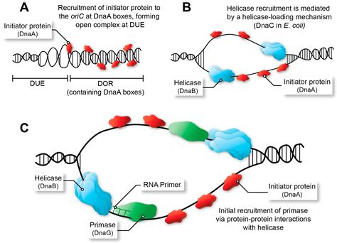 Ijms Free Full Text Inhibition Of Replication Fork Formation And