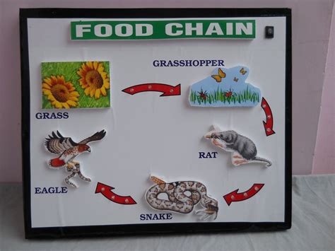 Food Chain Model Owl Food Web Model Science Project Diy Howtofunda ...