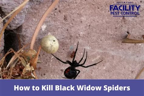 How To Get Rid Of Black Widows In Garage Facility Pest Control