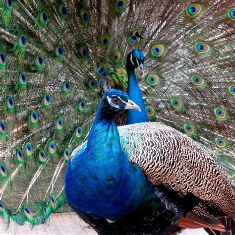 Peacocks In Pittencrieff Park Dunfermline Scotland Hours Address