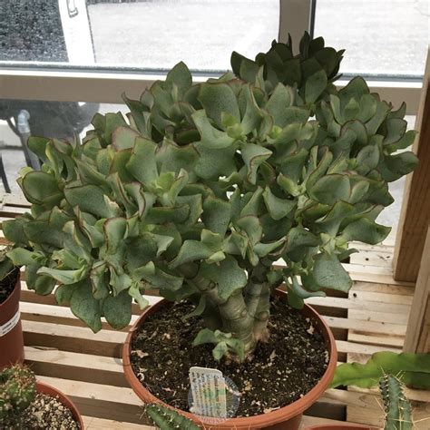 Photo Of The Entire Plant Of Wave Leaf Jade Crassula Arborescens Subsp