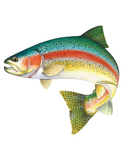 STICKER RAINBOW TROUT Australian Fishing Network