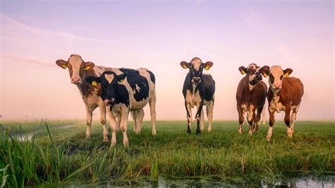 De Verrassingen Van De Polder Tussen Delft En Rotterdam Puuur