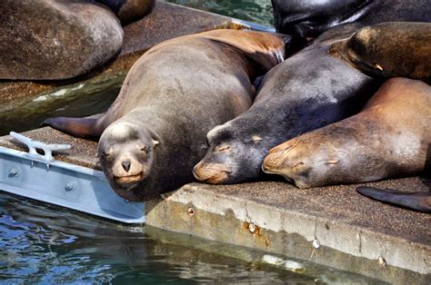 LuAnn Kessi Sea Lions Oregon Coast