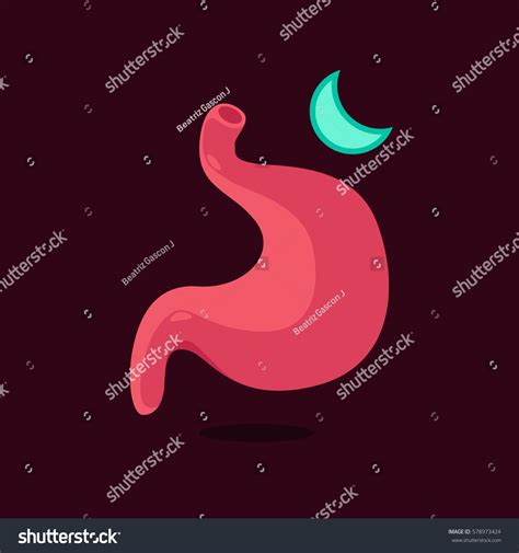 Stomach Vector Illustration Stock Vector (Royalty Free) 578973424 | Shutterstock