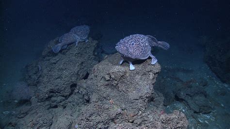 Real Monstrosities: Deep Sea Goosefish