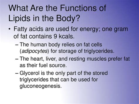 Lipids In The Human Body