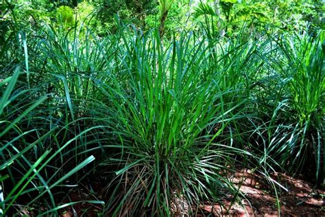 Erva cidreira é um santo remédio aprenda a cultivar em sua casa