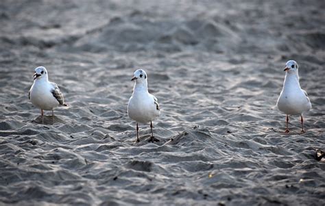 Aves Gaviotas Ornitología Foto gratis en Pixabay Pixabay