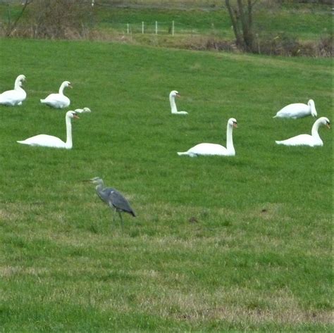 Mittendrin Ein Reiher H Ckerschwan Cygnus Olor C Lotha Flickr