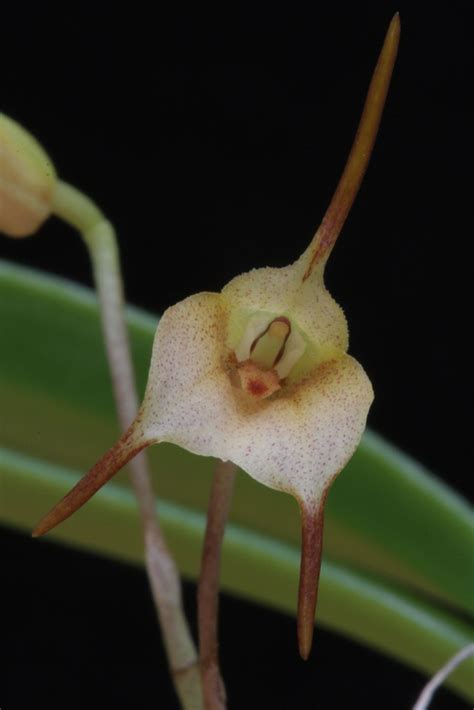 Masdevallia Floribunda C R Wiel Driessen Flickr