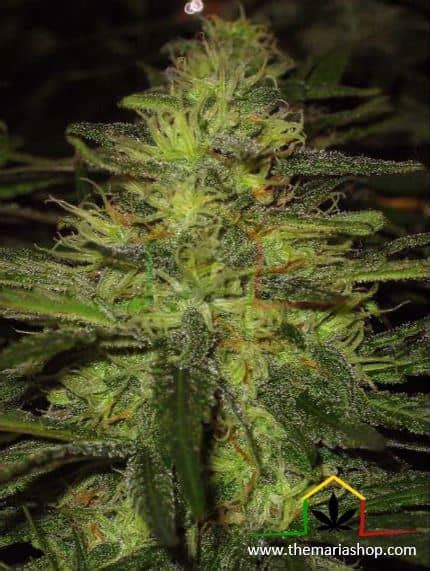 Northern Light Semillas De Marihuana Regulares Nirvana Seeds