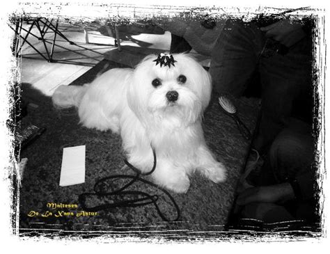 Exposición Canina Internacional Oporto 2011 Malteses De la Xana Astur