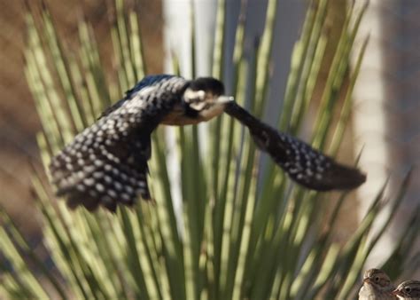 Woodpecker Mojave Desert - Help Me Identify a North American Bird - Whatbird Community