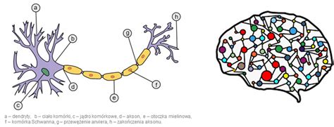 Czym Jest I Jak Si Uczy Sztuczna Sie Neuronowa Miros Aw Mamczur