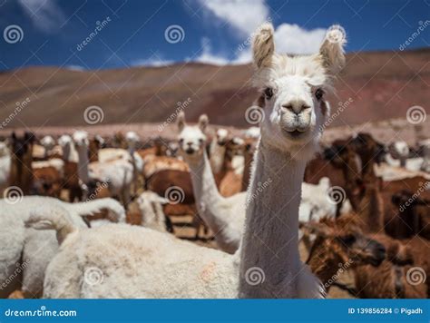 Llama from the Andes Mountains Stock Photo - Image of austral, adventures: 139856284