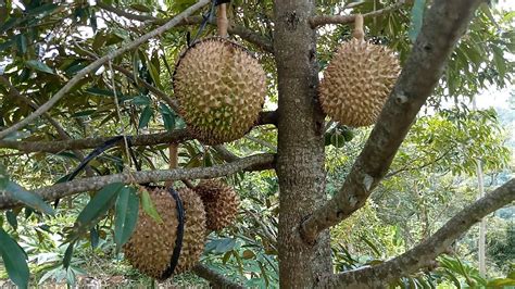 Sore Ini Ngonten Di Kebun Durian Pekarangan Youtube